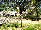 Finca en Cervera