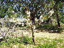 Propriété Rurale en Cervera