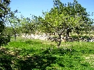 Propriété Rurale en Cervera