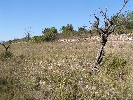 Propriété Rurale en Cervera